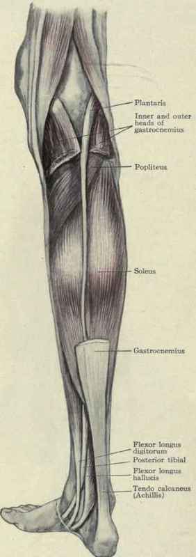 Fig. 560.   Flexors and muscles of the calf of the leg.