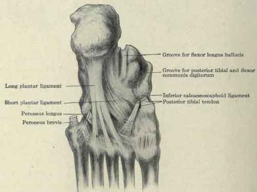 Fig. 585. Ligaments and tendons of the sole of the foot.
