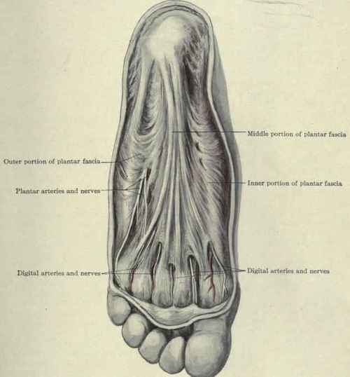 Fig. 586. The plantar fascia.