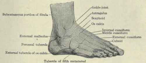 Fig. 590.   Surface anatomy of the outer side of the ankle.