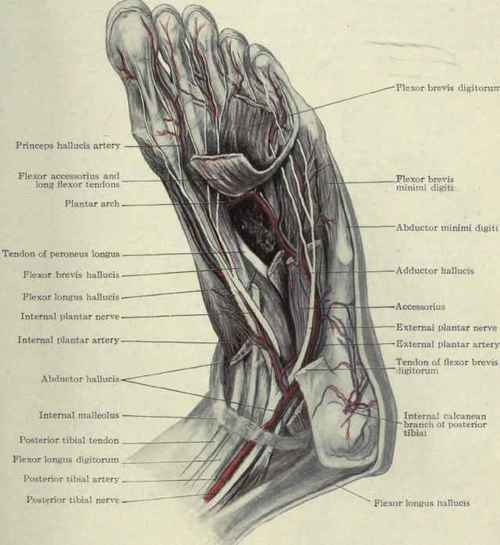 Fig. 591. Plantar arteries and nerves.