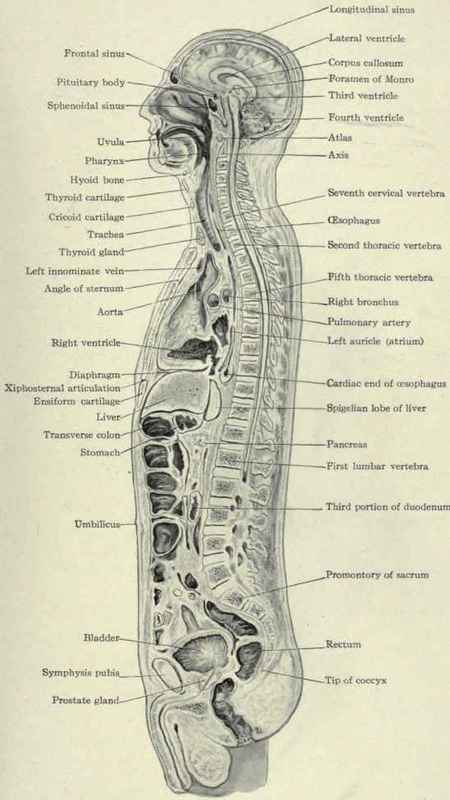 Fig. 605.   Median sagittal section.