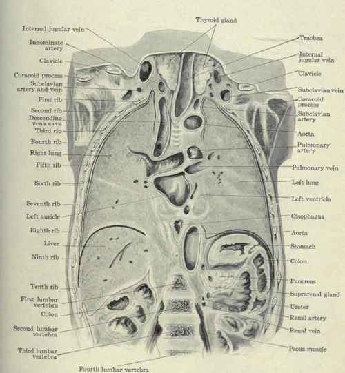 Fig. 609.   Coronal section through the thorax.
