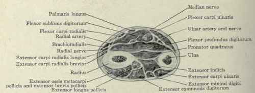 Fig. 617.   Transverse section of upper part of lower third of forearm,