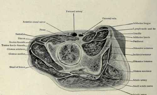 Fig. 620.   Oblique section of the upper part of thigh parallel to and just below Poupart's ligament.