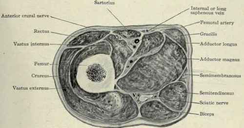 Fig. 622.   Section of thigh about at the apex of Scarpa's triangle.