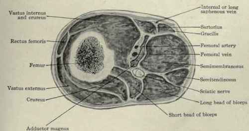 Fig. 624.   Section of thigh through its lower third.