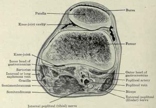 Fig. 625.   Transverse section through the patella.