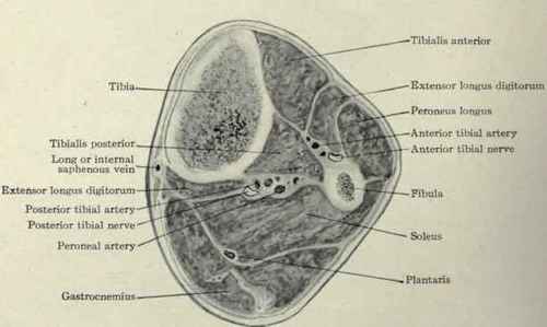 Fig. 626.   Section through upper third of leg.
