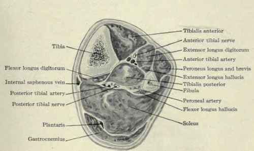 Fig. 627.   Transverse section through the middle of the leg.
