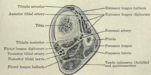 Fig. 628.   Transverse section through the lower third of the leg.