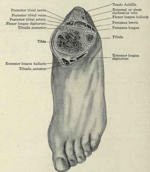 Fig. 629.   Transverse section through the ankle.