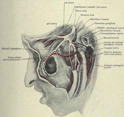 Fig. 66.   The fifth or trifacial nerve with its various branches.