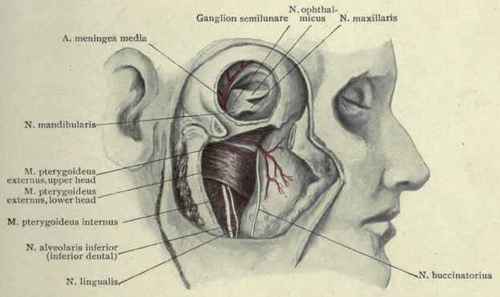 Fig. 69. The upper portion of the illustration shows the operation of removal of the Gasserian ganglion (ganglion semilunare). The lower portion shows the pterygoid muscles.