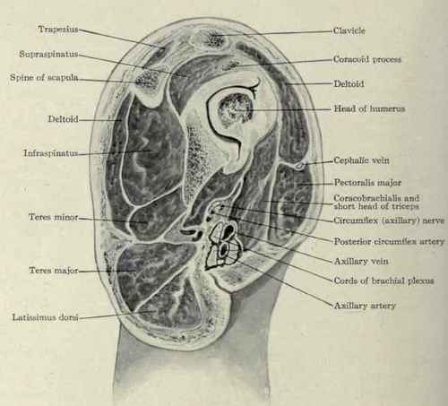 Fig. 6io.   Sagittal section through the left shoulder.