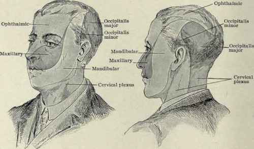 Fig. 70. Diagrams showing distribution of cutaneous branches of trigeminal and cervical spinal nerves (Piersol).