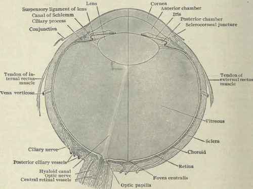 Fig. 93.   Diagrammatic horizontal section of right eye. X 3 1/2. (Piersol).