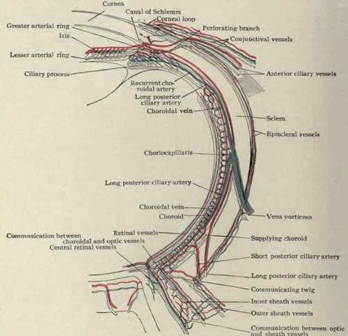 Fig 94. Diagram illustrating circulation of eyeball. (Leber).