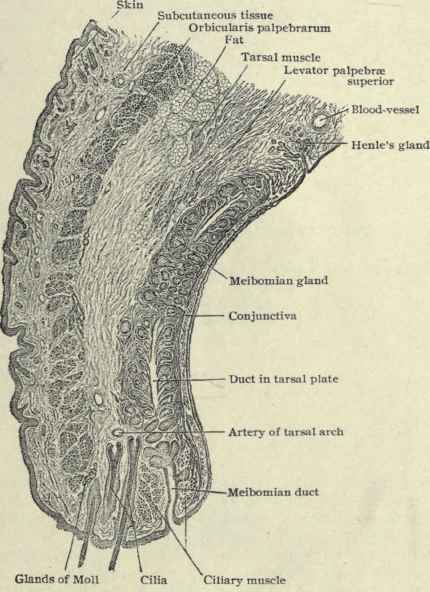 Fig. 97.   Vertical section of upper eyelid of child. X 15. (Piersol).