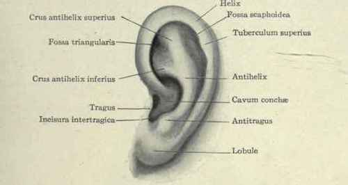 Fig. 99.   The external ear.