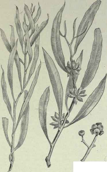 100 Eucalyptus cneorifolia 164
