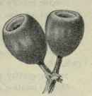 116 Eucalyptus marginata 182