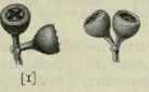 141 Eucalyptus acmenioides 213