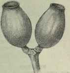 5 Eucalyptus terminalis 24