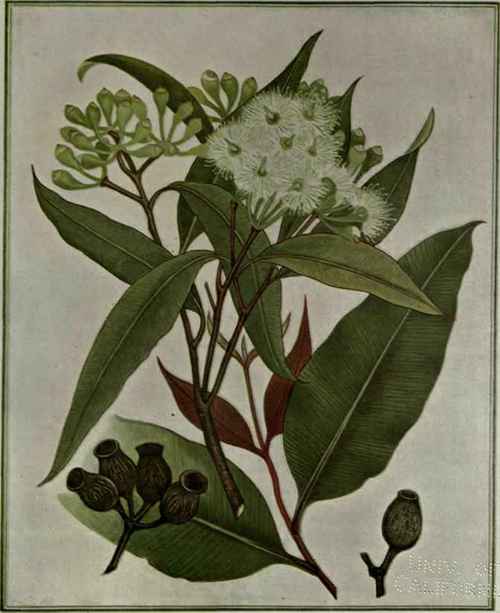 6 Eucalyptus corymbosa 26