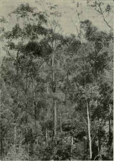 73 Eucalyptus Smithii 114