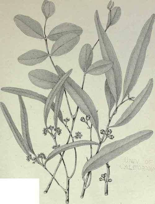 86 Eucalyptus maculosa 135