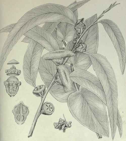88 Eucalyptus globulus 139