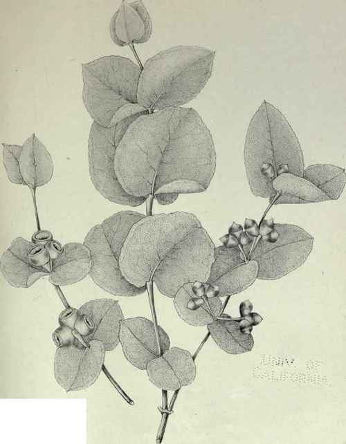 90 Eucalyptus cordata 142