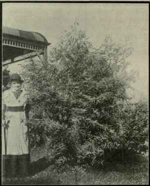 Eucalyptus Smithii 294