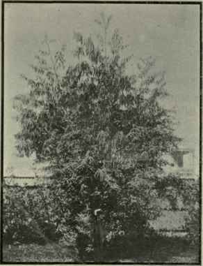 Eucalyptus Smithii 295