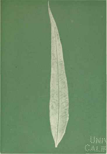 The Probable Evolution of the Eucalypts Part 3 10
