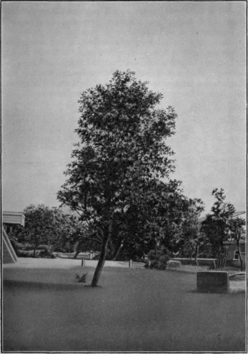 Fig. 32. Sandal wood tree (Santalum album, L)