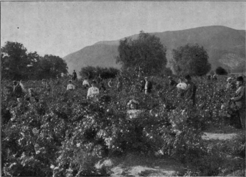 Rose harvest in Bulgaria.
