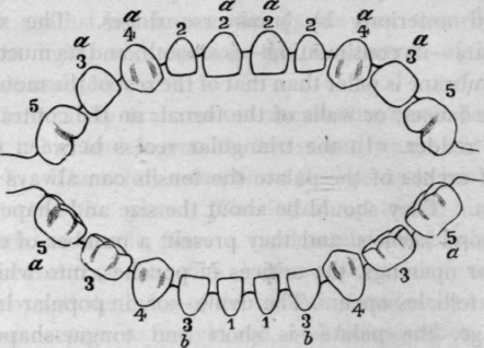 Fig. 5.   Diagram Showing Eruption of Milk Teeth.