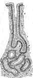 A Pyloric Gland a, Mouth; o, neck: c, fundus.