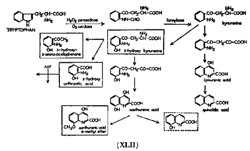 Biotransformations Of Tryptophan 37