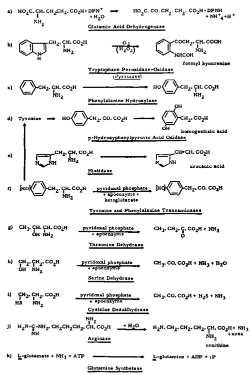 The degradation of amino acids
