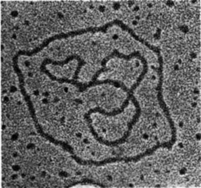 An electron micrograph of two duplex viral DNA rings