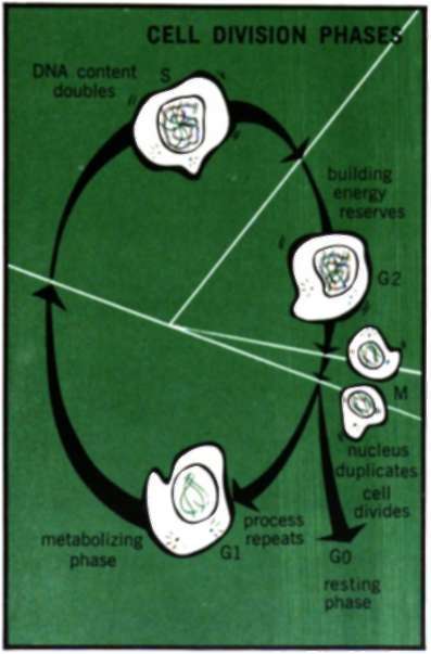The cell division cycle