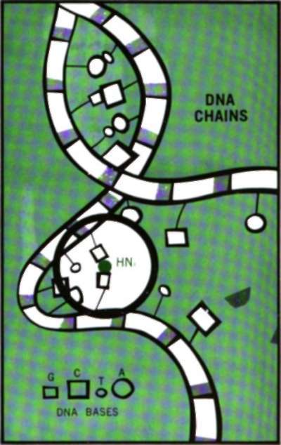 The drug, HN2, nitrogen mustard