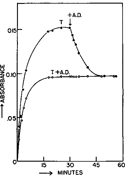 Equilibrium of the interconversion of testosterone