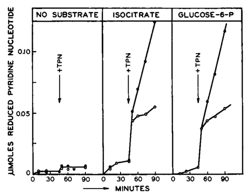 Estradiol stimulated formation of reduced pyridine nucleotides