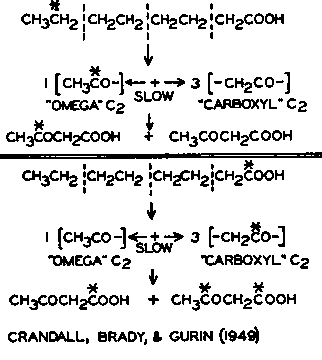 Fragments of the carboxyl