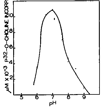 Incorporation of P choline P