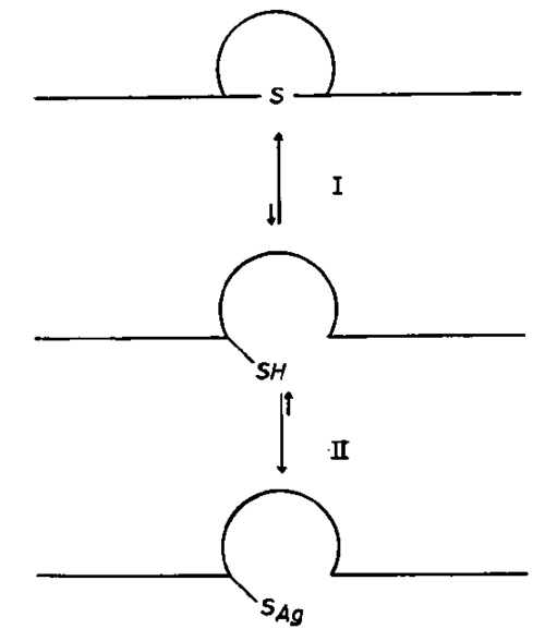 Proposed intramolecular sulfhydryl interaction contributing to protein structure